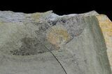 Rare Fossil Cockroach (Syscioblatta) - Kinney Quarry, NM #80478-1